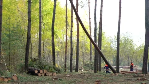 A worker with a chainsaw in the forest is cutting down trees Stock Footage 219686531