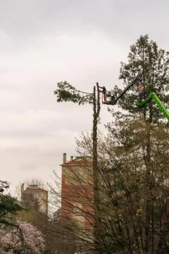 Worker with chainsaw pruning trees Stock Photos