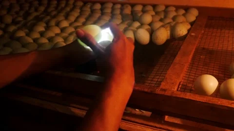 Worker check embryos inside duck egg. Stock Footage 163662497