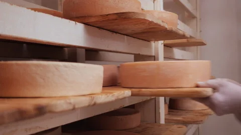 Worker checking maturing cheese wheels - close up Video stock 155260972