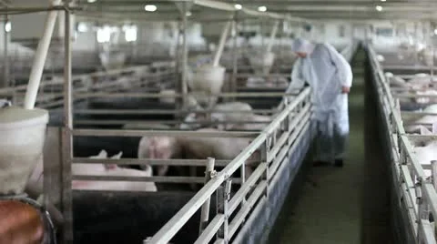 Worker checking out on pigs Video stock 24666710