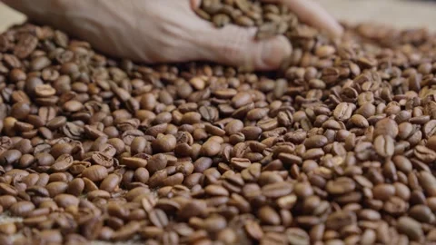 Worker checking quality of aromatic roasted coffee beans. Rich coffee harvest. Stock Footage 303698222