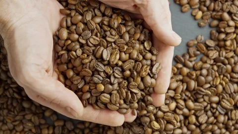 Worker checking quality of aromatic roasted coffee beans. Rich coffee harvest. Stock Footage 303699420