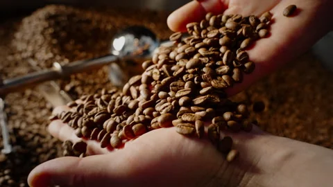 Worker checking quality of roasted coffee beans Stock Footage 273307225