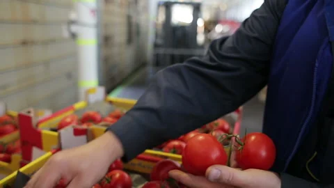 A worker checks the boxes of tomatoes after transport on train for resale to foo Video stock 199486858