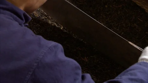 Worker chopping tea leaves being in the factory Stock Footage 88828144