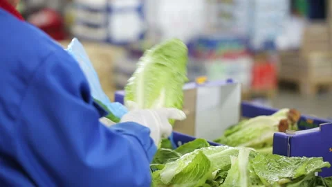 Worker clean the head of the Chinese lettuce. Vendors of healthy foodstuffs and Video stock 199486875
