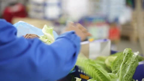 Worker clean the head of the Chinese salad. Suppliers, providers and companies o Stock Footage 199486871