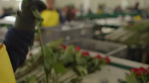 Worker cleaning and packing red roses Stock Footage 50178565