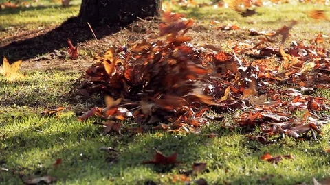 Worker Cleaning Fallen Leaves in Park, Man Using A Leaf Blower. Close Up. Stock Footage 91521925
