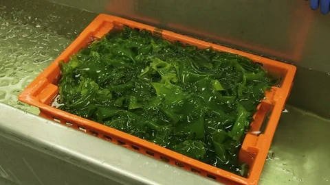 Worker cleaning kelp in factory Stock Footage 93528236