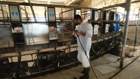 Worker Cleaning Milking Parlor With Hose June,25,2023, Ceylanpinar, Sanliurfa, Video stock 336494596