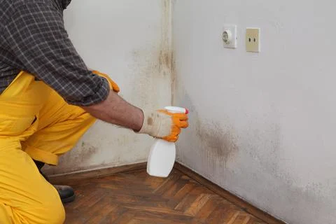 Worker cleaning mold from wall Fotos Stock