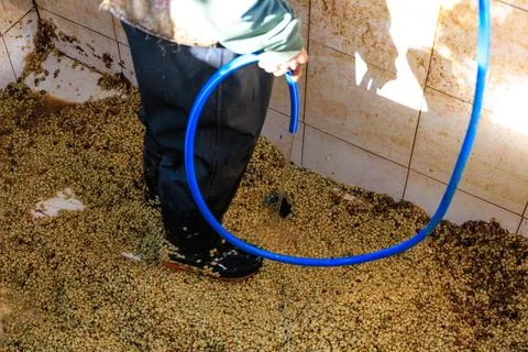 Worker Cleaning Raw Coffee Beans With Water In A Tiled Processing Tank High.. 库存照片