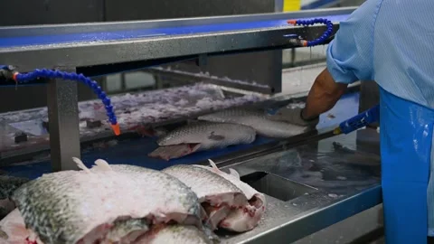 Worker cleaning raw fish in a factory Stock Footage 253687842