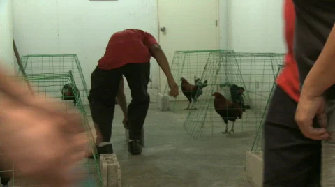 Worker cleaning rooster pen Video stock 310867