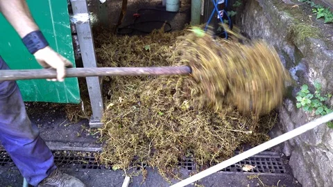 Worker cleaning up stemps of grapes with hayfork after destemming stalk-strip Vidéo 100181254