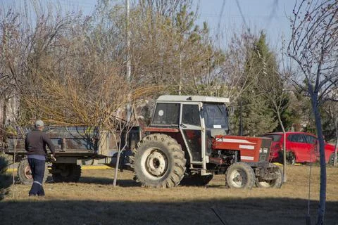 Worker cleaning trees in the big park and load on a tractor trailer Stock Photos