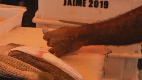 Worker cleans and fillets fresh fish in farmer's market tent Stock Footage 140066112