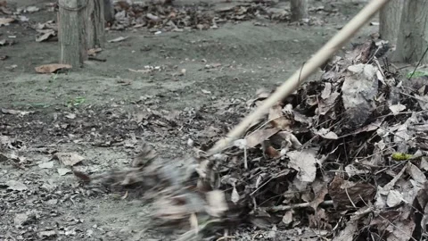 A worker cleans a clearing with a rake in a recreation area from old autumn Vídeos de archivo 236342249
