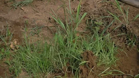 Worker clearing soil from grass and weeds with a hoe as a soil preparation Stock Footage 255686525