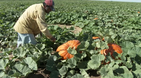 Worker clips pumpkins from vine and positions it for loading, 4K Stock Footage 67811409