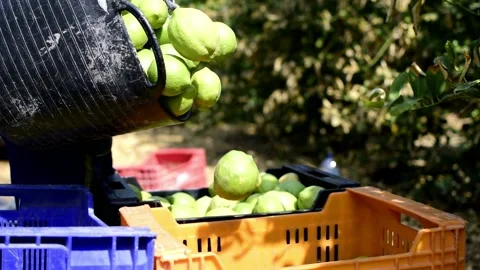 Worker collect lemon, lemons in boxes at lemon plantation 動画素材 139348745