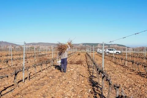 Worker collecting vine pruning branches in la rioja vineyard Stock Photos
