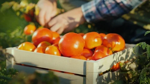 The worker collects tomatoes in the field, puts them in a wooden box. Fresh Видео 93314027
