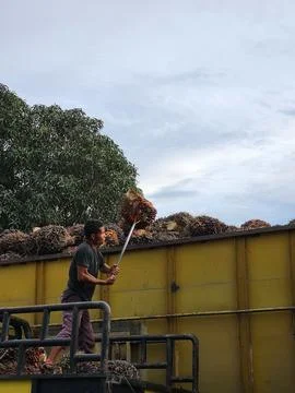 Worker CPO Stock Photos