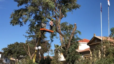 Worker on a Crane Cutting a Big Tree Trunk Stock Footage 102228718