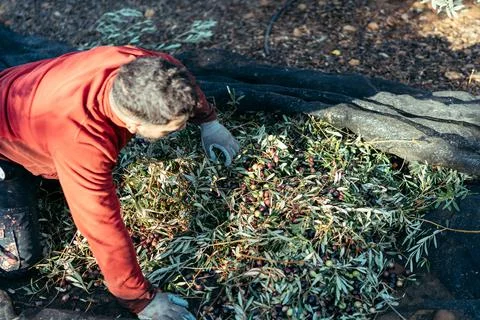 Worker crouching down separating olives from leaves Stock Photos