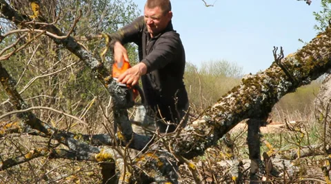 Worker cut of branches by chainsaw. Stockbeeldmateriaal 37439698