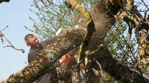 Worker cut of branches by chainsaw. Stockbeeldmateriaal 37439785