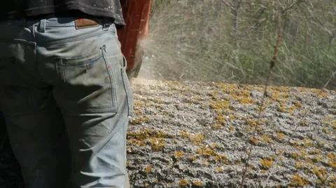 Worker cut of branches by chainsaw. Stockbeeldmateriaal 37439909