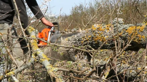 Worker cut of branches by chainsaw. Stockbeeldmateriaal 37439926