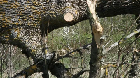Worker cut of branches by chainsaw. Stockbeeldmateriaal 37440075