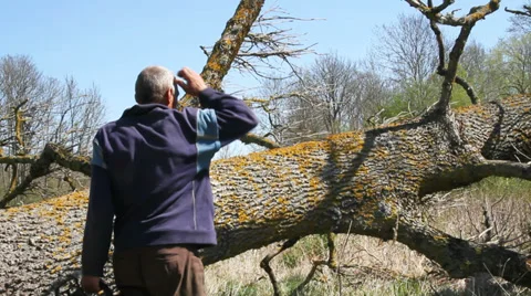 Worker cut of branches by chainsaw. Stockbeeldmateriaal 37440119