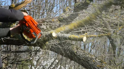 Worker cut of branches by chainsaw. Stockbeeldmateriaal 37440172