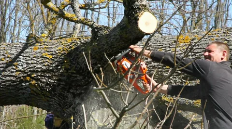 Worker cut of branches by chainsaw. Stockbeeldmateriaal 37440268