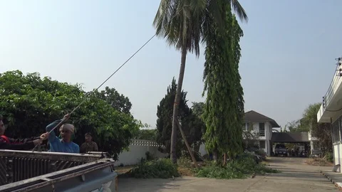 Worker cut  coconut tree  and pulling with rope by the pick up truck for down. Stock Footage 88234823