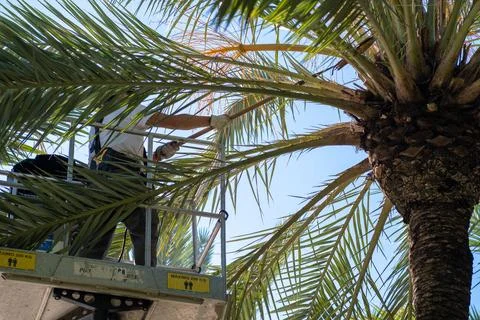 A worker cut palm trees Foto stock