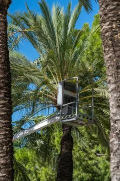A worker cut palm trees Foto stock