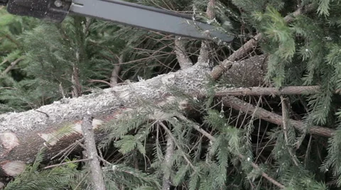 Worker cut a tree branch by chainsaw Stock Footage 63318778