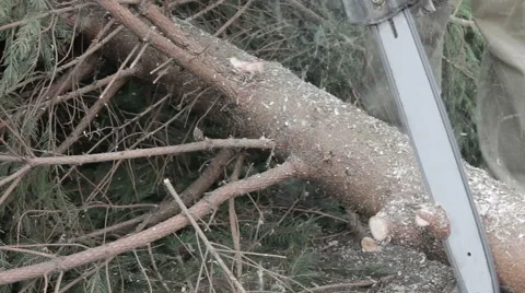 Worker cut a tree branch by chainsaw Stock Footage 63318811