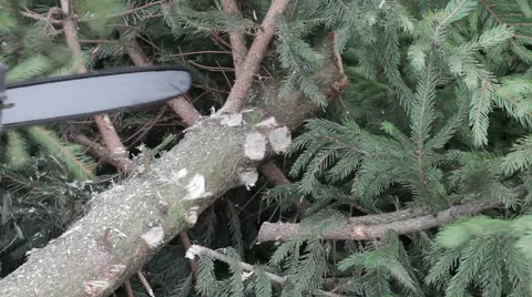 Worker cut a tree branch by chainsaw Stock Footage 63318816