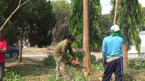 Worker cut tree with chainsaw and push the tree with branch in garden Stock Footage 88234671