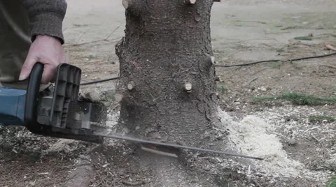 Worker cut a tree by chainsaw Stock Footage 63318675