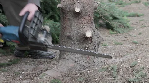 Worker cut a tree by chainsaw Stock Footage 63318689