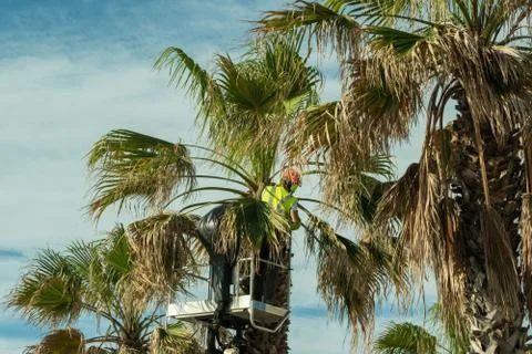 A worker cuts branches from palm trees Stock Photos